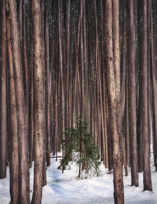 Canvas - Lonely Tree