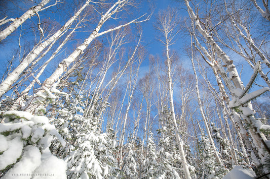 Canvas - The Winter Wonderland Sheriff's Creek 11