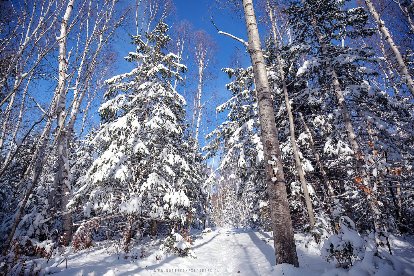Canvas - The Winter Wonderland Sheriff's Creek 12