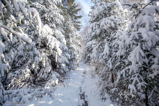 Canvas - The Winter Wonderland Sheriff's Creek 13