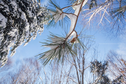Canvas - The Winter Wonderland Sheriff's Creek 14