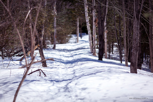 Canvas - The Winter Wonderland Sheriff's Creek 16