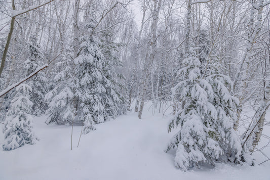 Canvas - The Winter Wonderland Sheriff's Creek 22