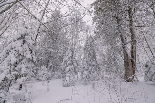 Canvas - The Winter Wonderland Sheriff's Creek 29