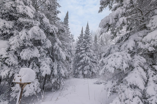 Canvas - The Winter Wonderland Sheriff's Creek 30