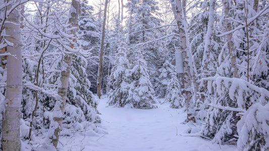 Canvas - The Winter Wonderland Sheriff's Creek 40