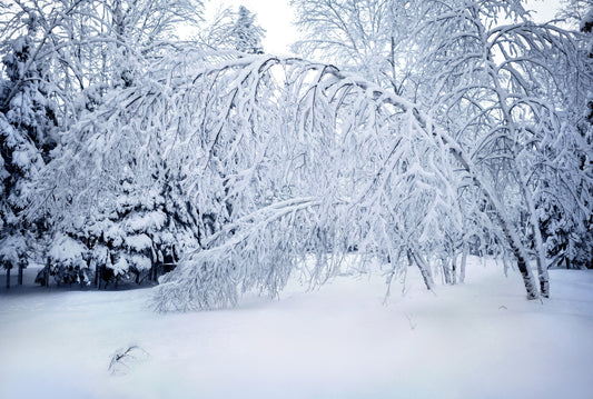 Canvas - The Winter Wonderland Sheriff's Creek 57