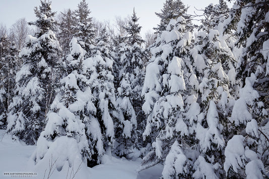 Canvas - The Winter Wonderland Sheriff's Creek 6