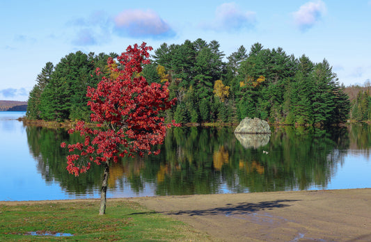 Canvas - The Rock - Spruce Beach 22