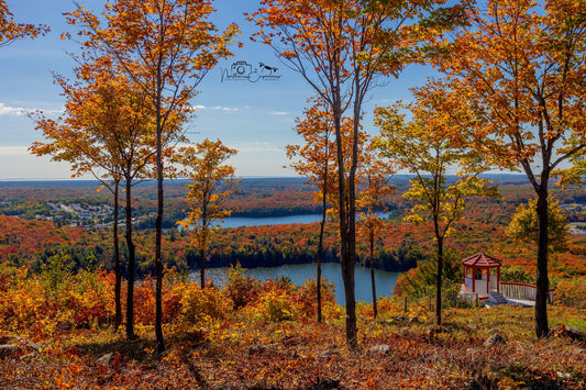 Canvas - Fire Tower clear cut