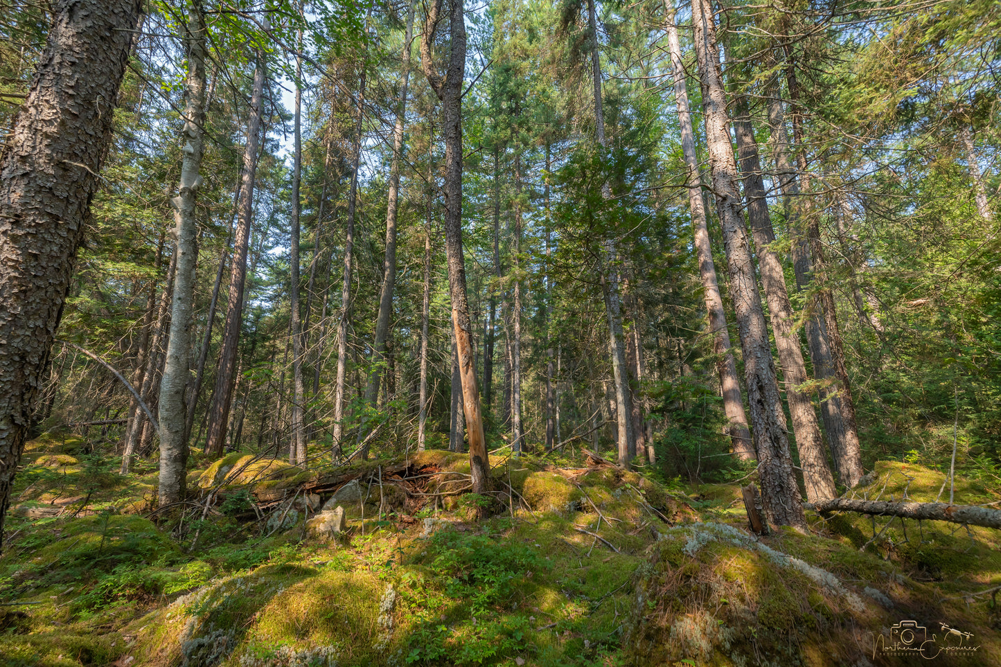 Canvas - Puddingstone Falls - boreal forest