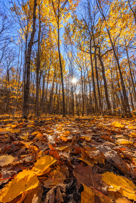 Canvas - Yellow Forest 1